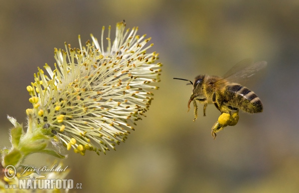 Westliche Honigbiene (Apis mellifera)