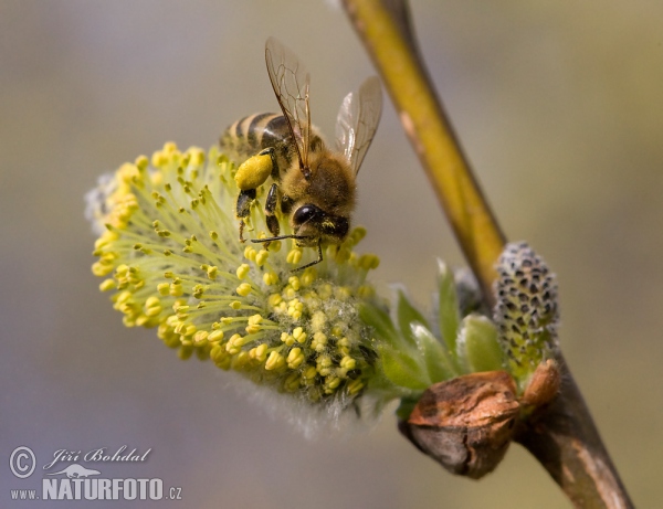 Westliche Honigbiene (Apis mellifera)