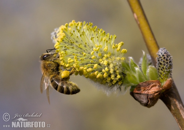 Westliche Honigbiene (Apis mellifera)