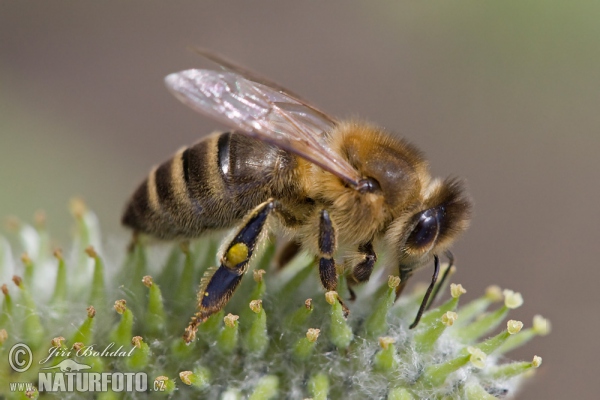 Westliche Honigbiene (Apis mellifera)