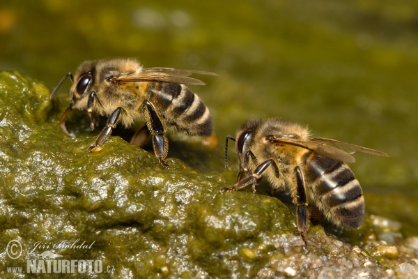 Westliche Honigbiene (Apis mellifera)