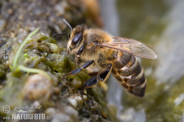 Westliche Honigbiene (Apis mellifera)