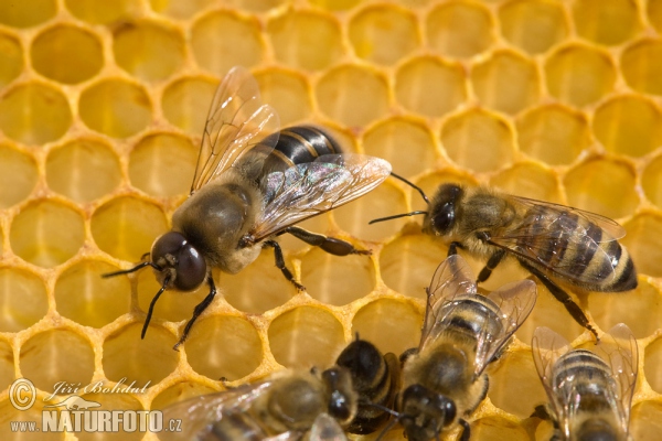 Westliche Honigbiene - Drohn (Apis mellifera)