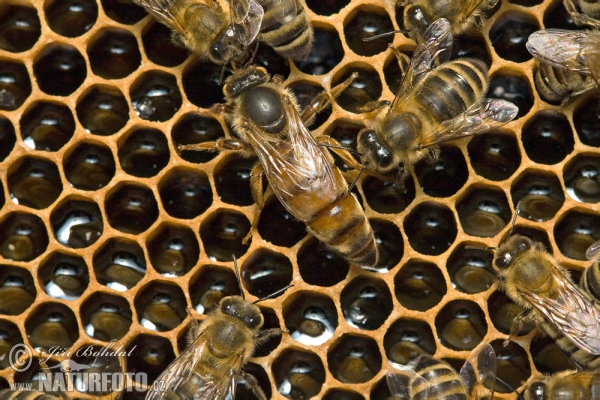 Westliche Honigbiene - Königin, Mutterbiene (Apis mellifera)