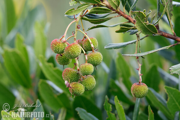 Westlicher Erdbeerbaum (Arbutus unedo)