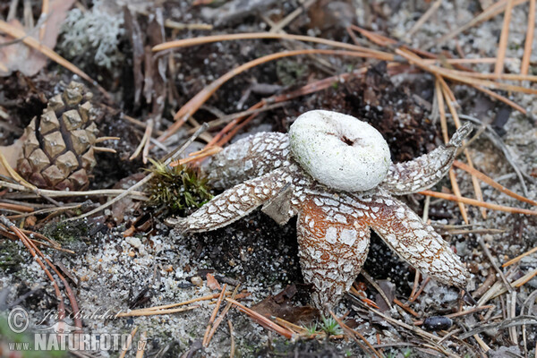 Wetterstern (Astraeus hygrometricus)