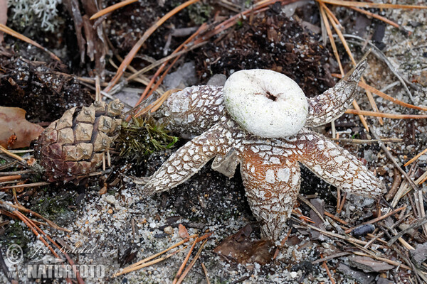 Wetterstern (Astraeus hygrometricus)