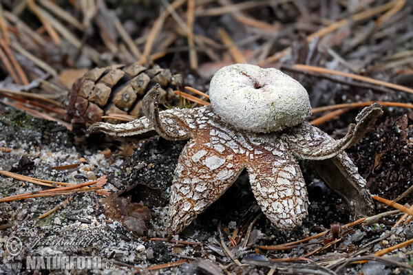 Wetterstern (Astraeus hygrometricus)