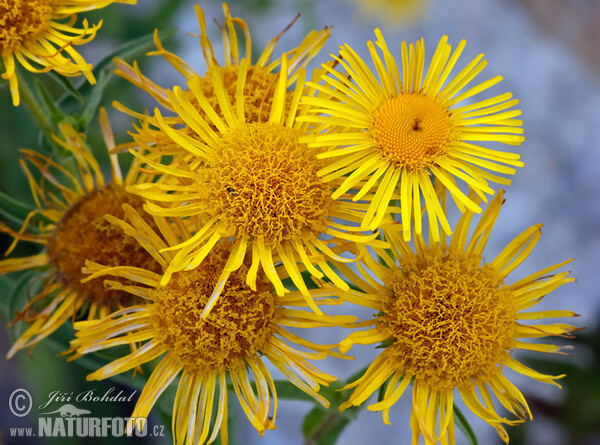 Wiesen Alant (Inula britannica)