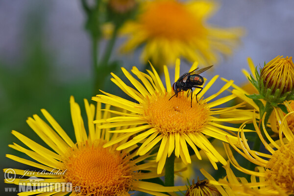 Wiesen Alant (Inula britannica)