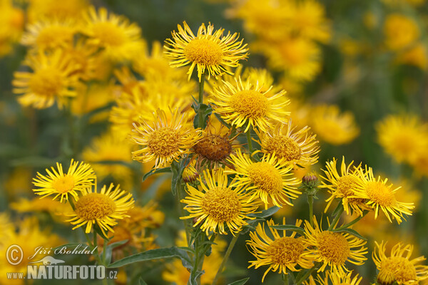 Wiesen Alant (Inula britannica)