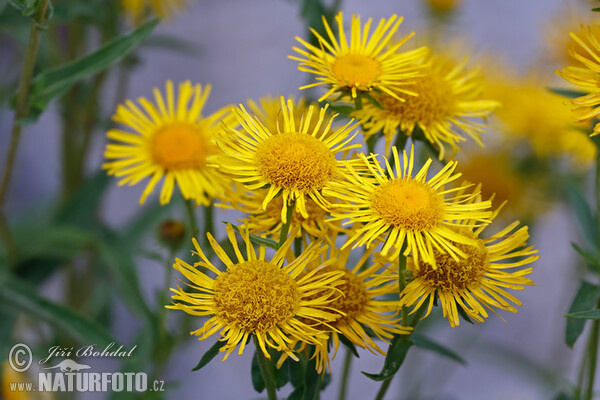 Wiesen Alant (Inula britannica)