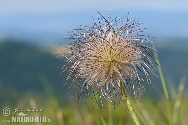 Wiesen-Küchenschelle (Pulsatilla pratensis subsp. bohemica)