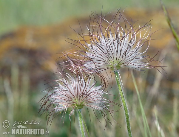 Wiesen-Küchenschelle (Pulsatilla pratensis subsp. bohemica)