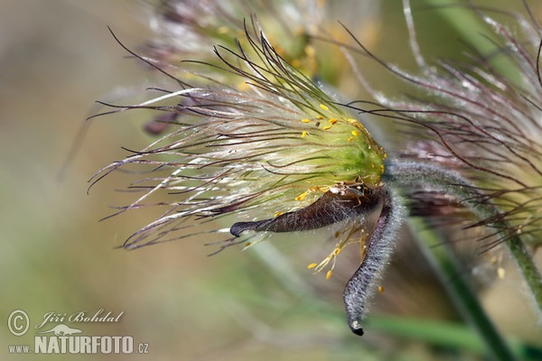 Wiesen-Küchenschelle (Pulsatilla pratensis subsp. bohemica)