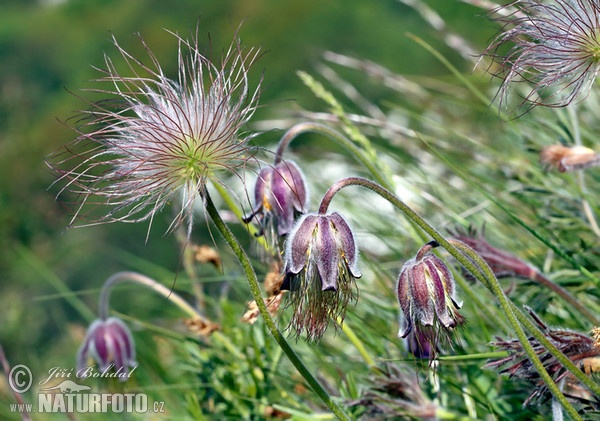 Wiesen-Küchenschelle (Pulsatilla pratensis subsp. bohemica)