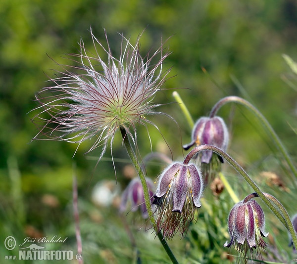 Wiesen-Küchenschelle (Pulsatilla pratensis subsp. bohemica)