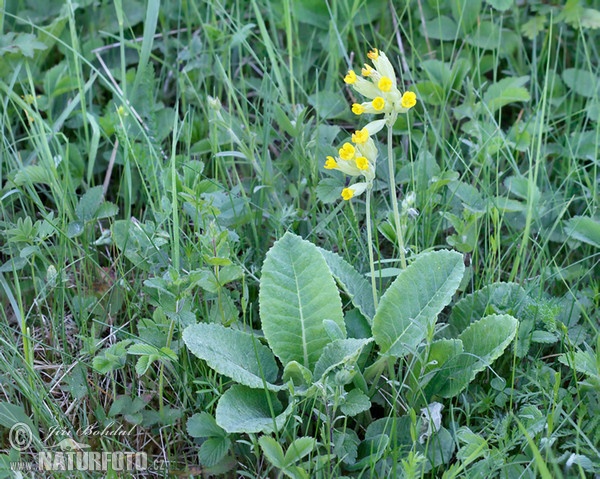 Wiesen-Schlüsselblume (Primula veris)