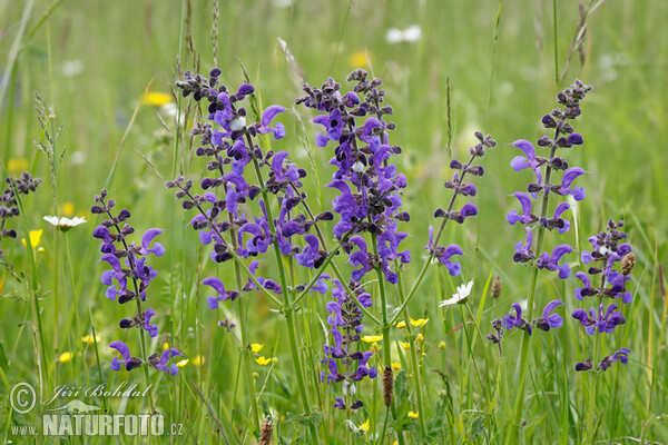 Wiesensalbei (Salvia pratensis)