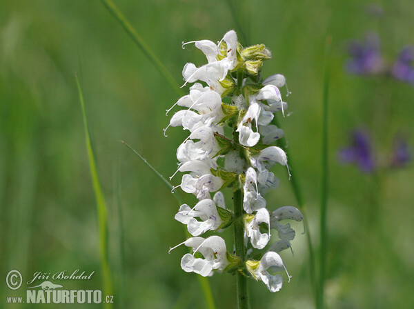 Wiesensalbei (Salvia pratensis)