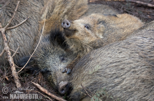 Wild Schwein (Sus scrofa)