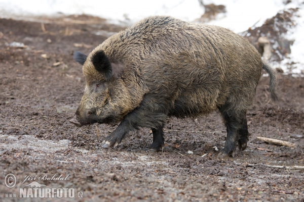 Wild Schwein (Sus scrofa)