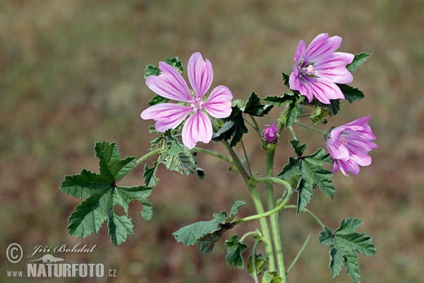 Wilde Malve (Malva sylvestris)