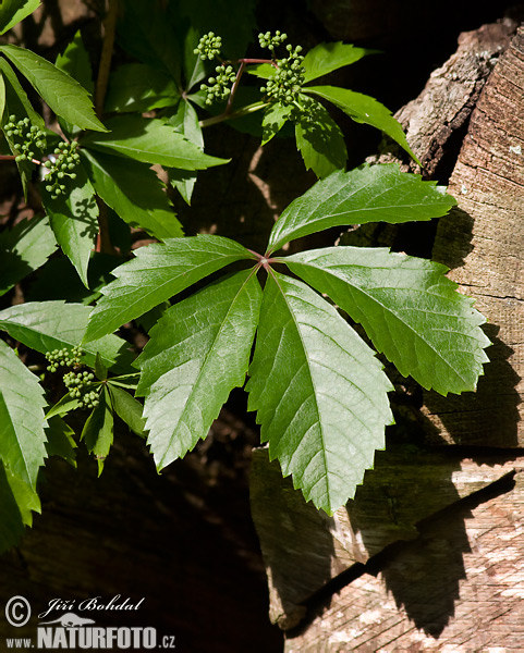 Wilden Zaunrebe (Parthenocissus quinquefolia)
