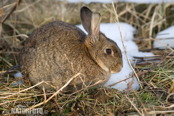 Wildkaninchen (Oryctolagus cuniculus)