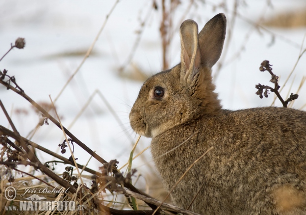 Wildkaninchen (Oryctolagus cuniculus)