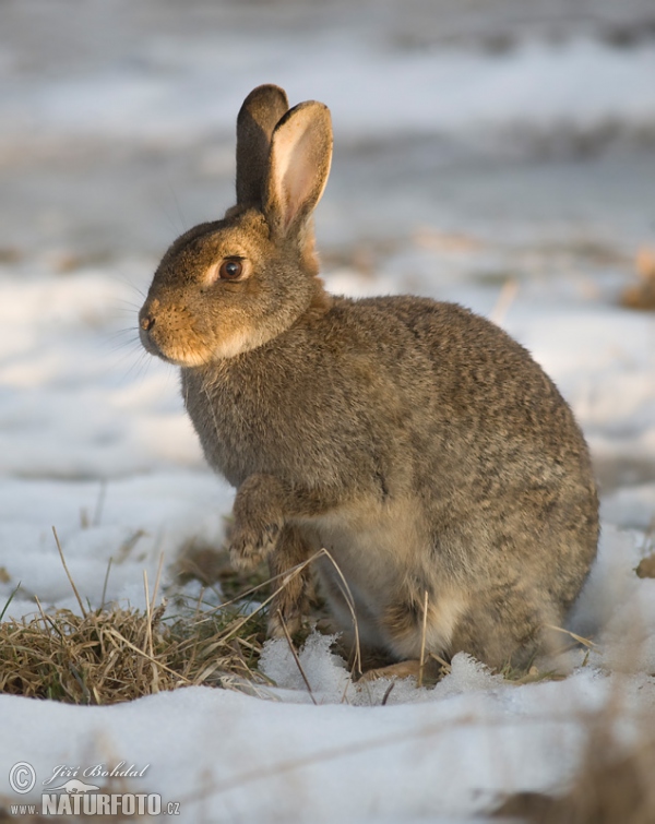 Wildkaninchen (Oryctolagus cuniculus)