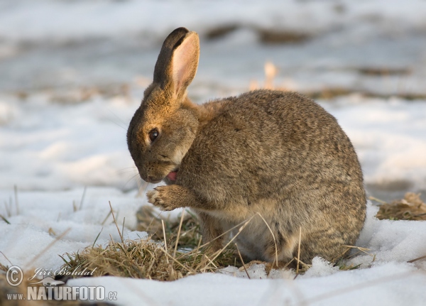 Wildkaninchen (Oryctolagus cuniculus)