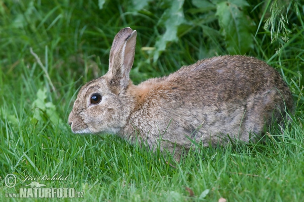 Wildkaninchen (Oryctolagus cuniculus)