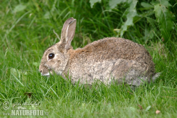 Wildkaninchen (Oryctolagus cuniculus)