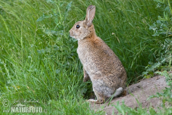 Wildkaninchen (Oryctolagus cuniculus)