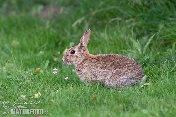 Wildkaninchen (Oryctolagus cuniculus)