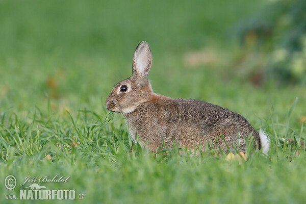 Wildkaninchen (Oryctolagus cuniculus)