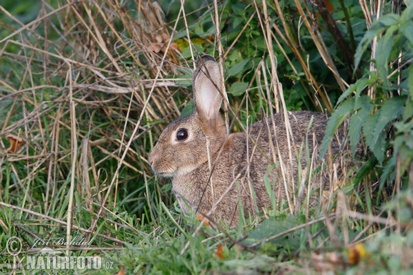 Wildkaninchen (Oryctolagus cuniculus)