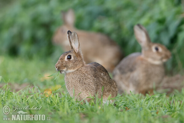 Wildkaninchen (Oryctolagus cuniculus)