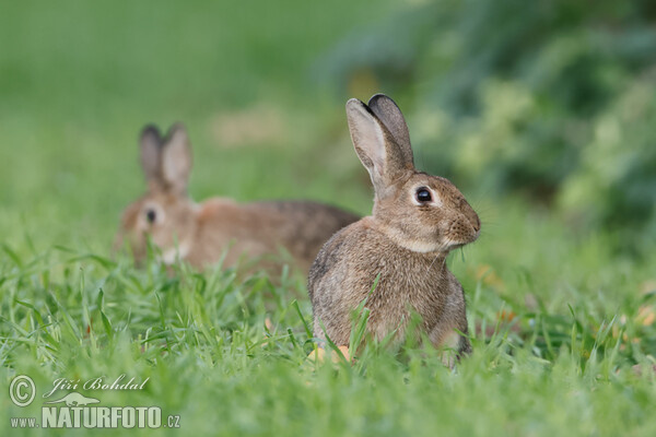 Wildkaninchen (Oryctolagus cuniculus)