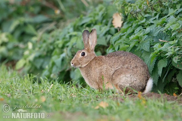 Wildkaninchen (Oryctolagus cuniculus)