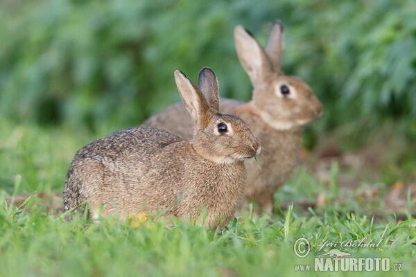 Wildkaninchen (Oryctolagus cuniculus)