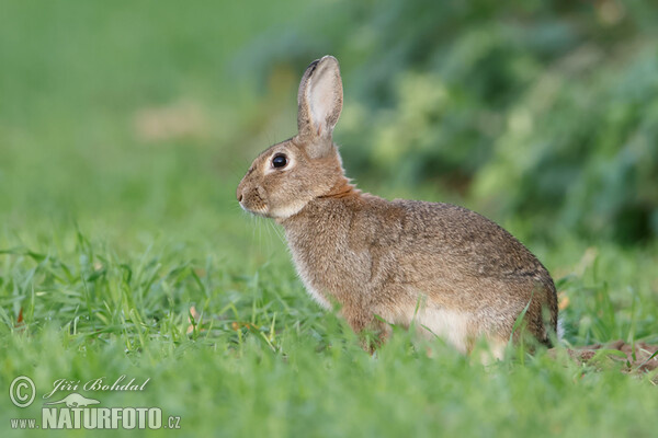 Wildkaninchen (Oryctolagus cuniculus)