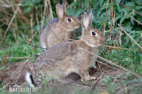 Wildkaninchen (Oryctolagus cuniculus)