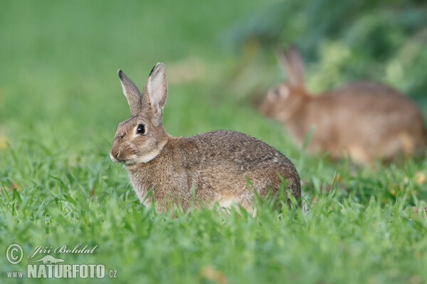 Wildkaninchen (Oryctolagus cuniculus)