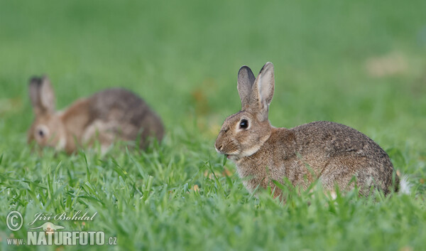 Wildkaninchen (Oryctolagus cuniculus)