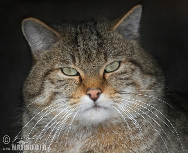 Wildkatze (Felis silvestris)