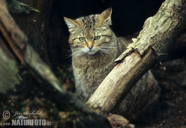 Wildkatze (Felis silvestris)