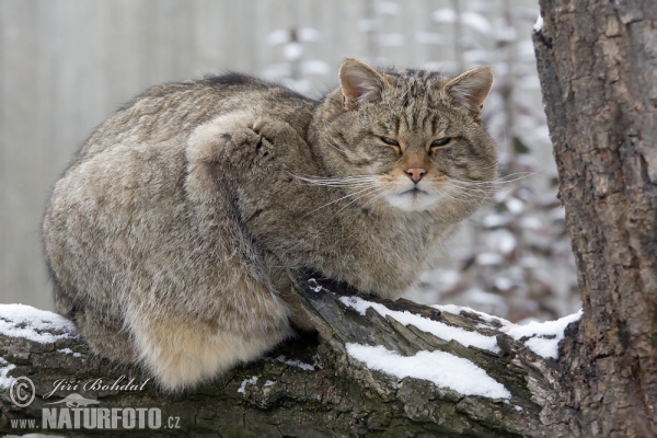 Wildkatze (Felis silvestris)