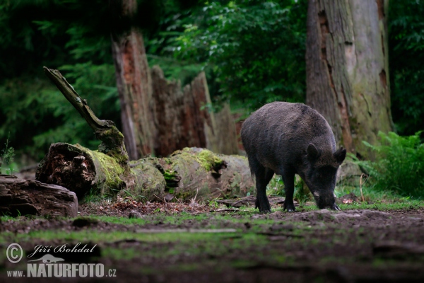 Wildschwein (Sus scrofa)